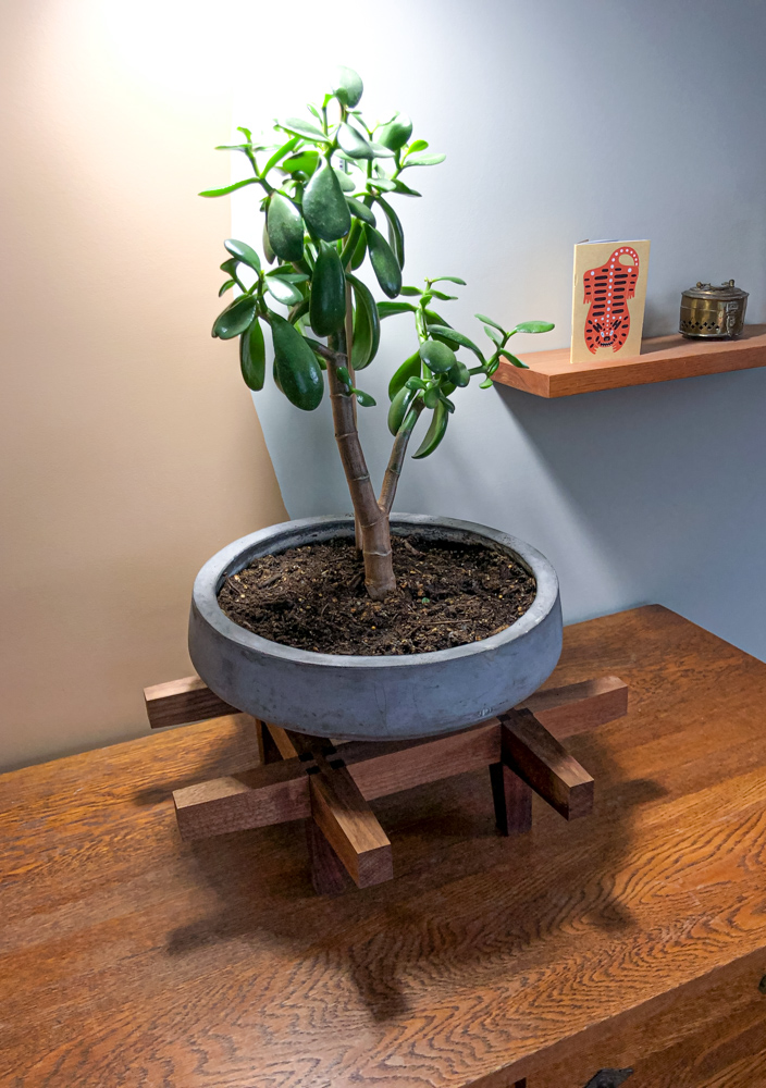 Plant stand on a dresser holding a jade plant